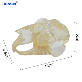 Öğretim Diş Diş Modeli tavşan Modeli Catamount tavşan diş Dişlenme Modeli